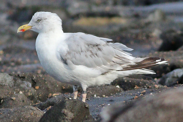 26 September 2023, Zilvermeeuw, 7|3_Westkapelle-zeedijk